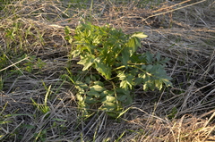 Valeriana officinalis