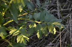 Valeriana officinalis