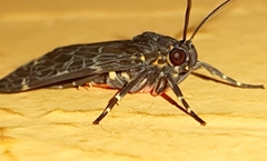 Eucereon compositum