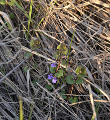 Glechoma hederacea