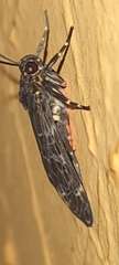 Eucereon compositum