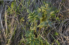 Valeriana officinalis