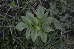 Angelica archangelica