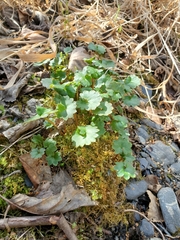 Micranthes nelsoniana