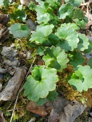 Micranthes nelsoniana