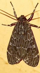Eucereon compositum