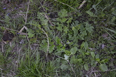 Heracleum sphondylium sibiricum
