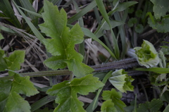 Heracleum sphondylium sibiricum