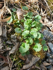 Micranthes nelsoniana