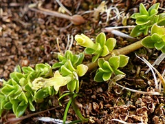 Coprosma perpusilla subantarctica