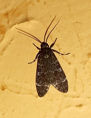 Eucereon compositum