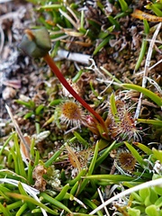 Drosera stenopetala