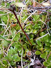 Drosera stenopetala