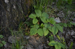 Fragaria vesca