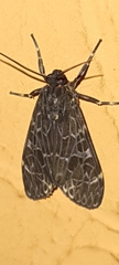 Eucereon compositum