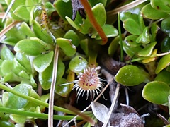 Drosera stenopetala