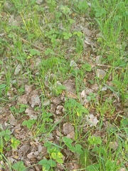 Fragaria vesca