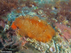 Geitodoris pusae