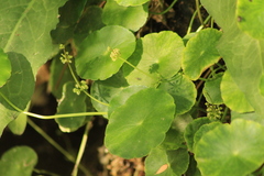 Hydrocotyle prolifera