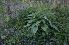 Symphytum