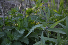 Symphytum