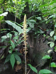 Microchilus major