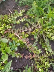 Lysimachia nummularia