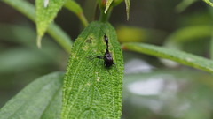 Paratrachelophorus