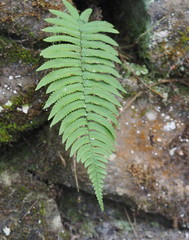 Dryopteris cycadina