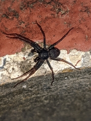 Pulchellodromus