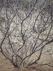 Vachellia vernicosa