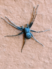 Pulchellodromus
