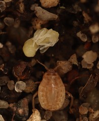 Tetramorium atratulum