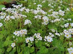 Trigonotis formosana elevatovenosa