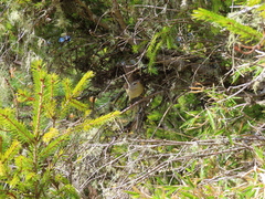 Horornis acanthizoides