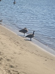 Branta canadensis