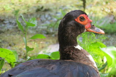Cairina moschata domestica