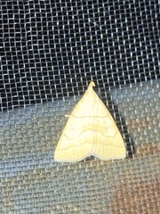 Herminia arenosa