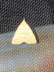 Herminia arenosa