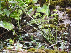 Sanguisorba verrucosa