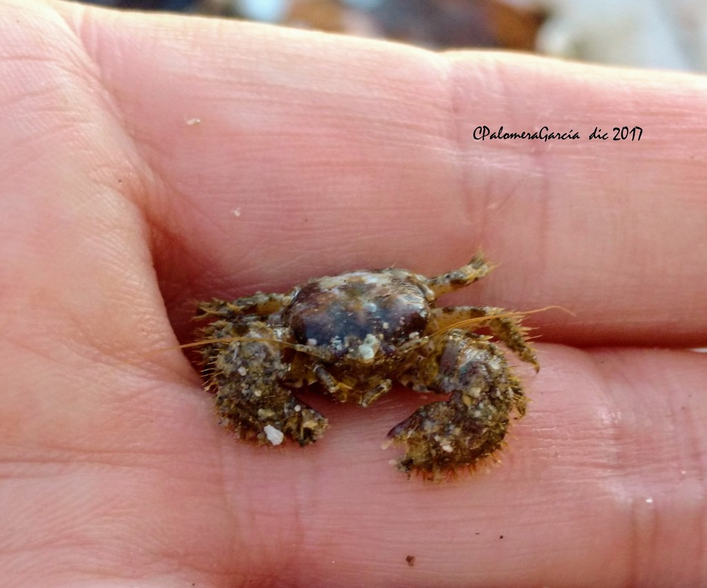 Pachycheles spinidactylus