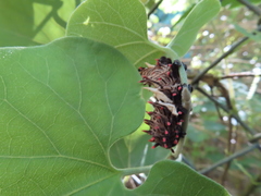 Byasa polyeuctes