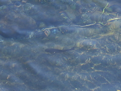 Oncorhynchus masou formosanus