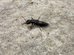 Dinothenarus badipes