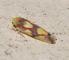 Erythroneura elegans