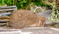 Erinaceus roumanicus