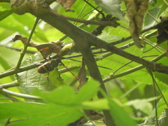 Deretrachys juvencus