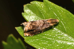 Grapholita janthinana