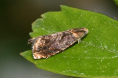 Grapholita janthinana