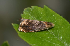 Grapholita janthinana